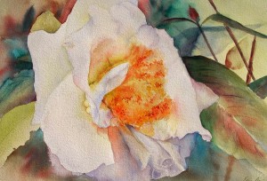 Camelia - watercolor