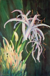 Kauai Beauty - watercolor