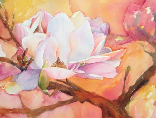 Tulip Magnolia - watercolor
